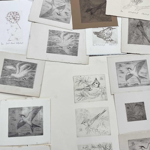 1471 - Dorothy LITHERLAND (XX) Approximately one hundred etchings of various birds, including five quadtych... 