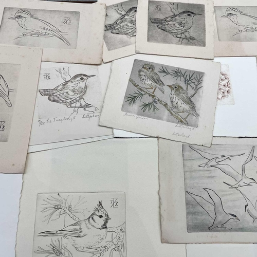 1471 - Dorothy LITHERLAND (XX) Approximately one hundred etchings of various birds, including five quadtych... 