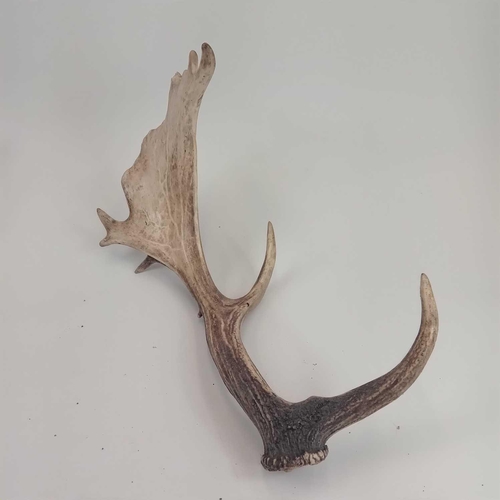 159 - A pair of fallow deer antlers. Approximately 51 and 53cm in length.