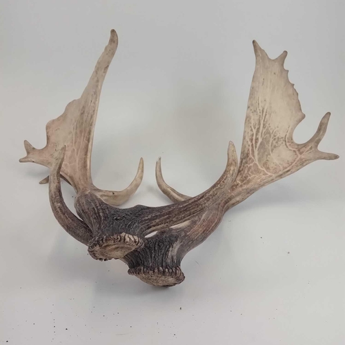 159 - A pair of fallow deer antlers. Approximately 51 and 53cm in length.