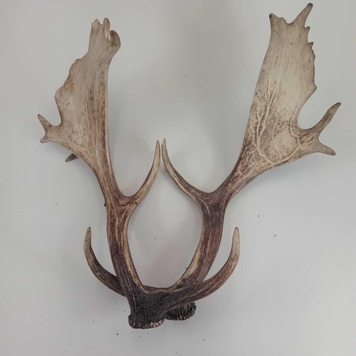 159 - A pair of fallow deer antlers. Approximately 51 and 53cm in length.