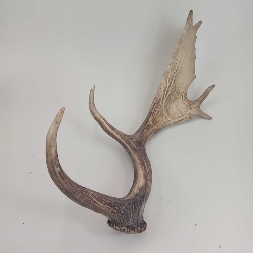 159 - A pair of fallow deer antlers. Approximately 51 and 53cm in length.