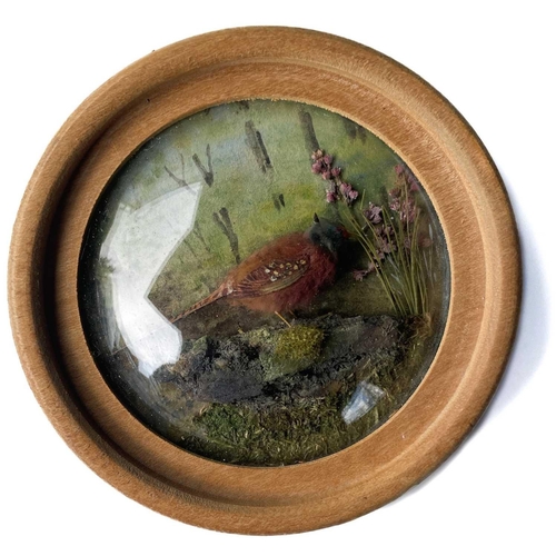 261 - H E Hervey RMS, six miniature diorama 'Nature Studies' in convex glass frames. Each titled on artist... 