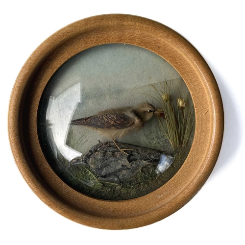 261 - H E Hervey RMS, six miniature diorama 'Nature Studies' in convex glass frames. Each titled on artist... 