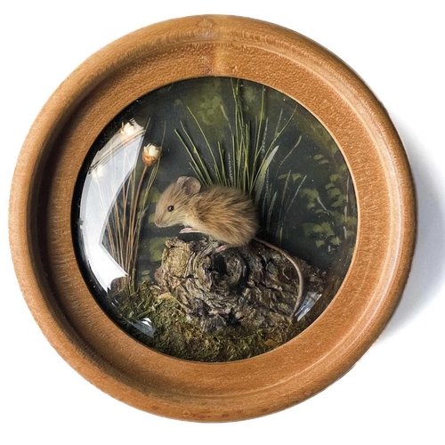 261 - H E Hervey RMS, six miniature diorama 'Nature Studies' in convex glass frames. Each titled on artist... 