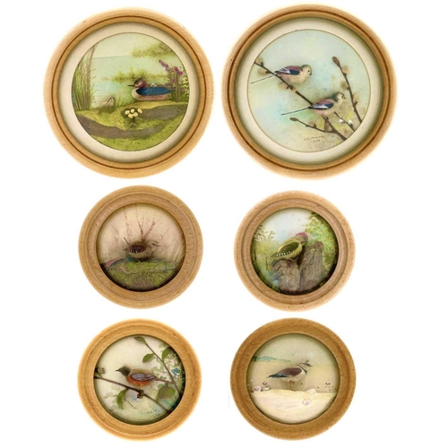 262 - H E Hervey RMS, seven miniature diorama 'Nature Studies' in convex glass frames. All bar one titled ... 