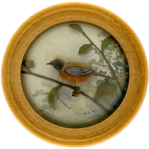 262 - H E Hervey RMS, seven miniature diorama 'Nature Studies' in convex glass frames. All bar one titled ... 