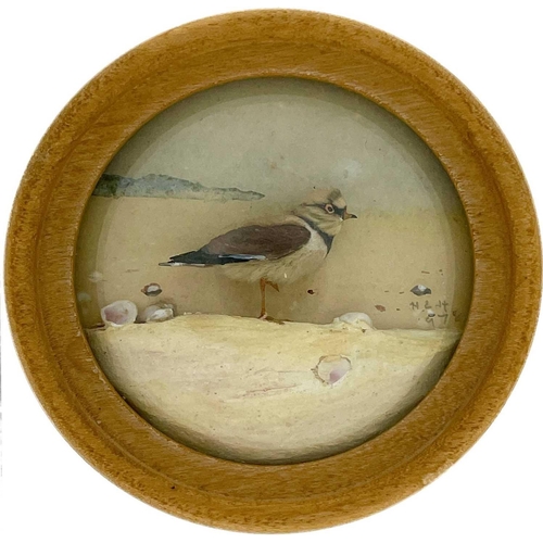 262 - H E Hervey RMS, seven miniature diorama 'Nature Studies' in convex glass frames. All bar one titled ... 