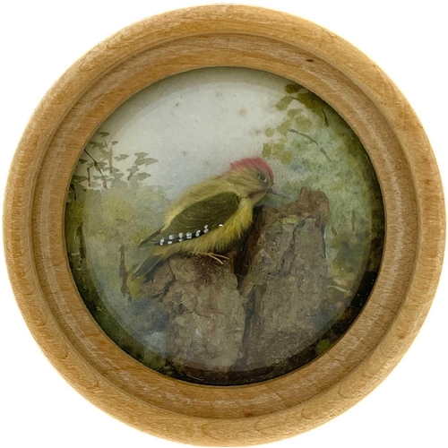 262 - H E Hervey RMS, seven miniature diorama 'Nature Studies' in convex glass frames. All bar one titled ... 