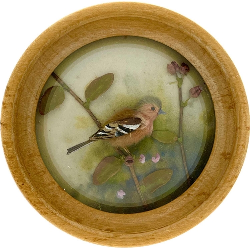 263 - H E Hervey RMS, seven miniature diorama 'Nature Studies' in convex glass frames. All bar one titled ... 