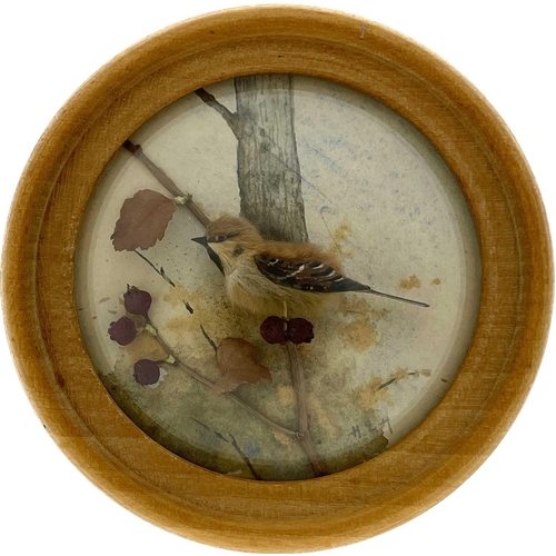 263 - H E Hervey RMS, seven miniature diorama 'Nature Studies' in convex glass frames. All bar one titled ... 