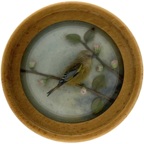 264 - H E Hervey RMS, seven miniature diorama 'Nature Studies' in convex glass frames. All titled on artis... 