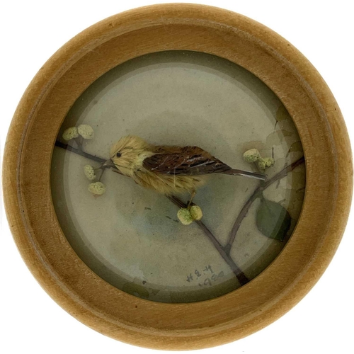 264 - H E Hervey RMS, seven miniature diorama 'Nature Studies' in convex glass frames. All titled on artis... 