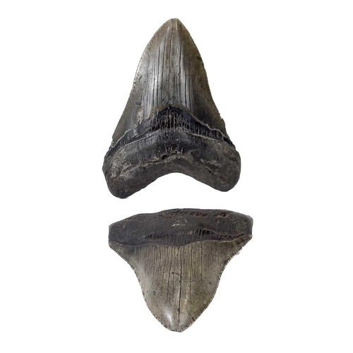 288 - A large fossil shark tooth from the Miocene period from the species Megalagon good black patina with... 