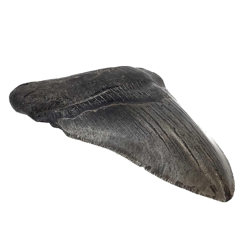 288 - A large fossil shark tooth from the Miocene period from the species Megalagon good black patina with... 