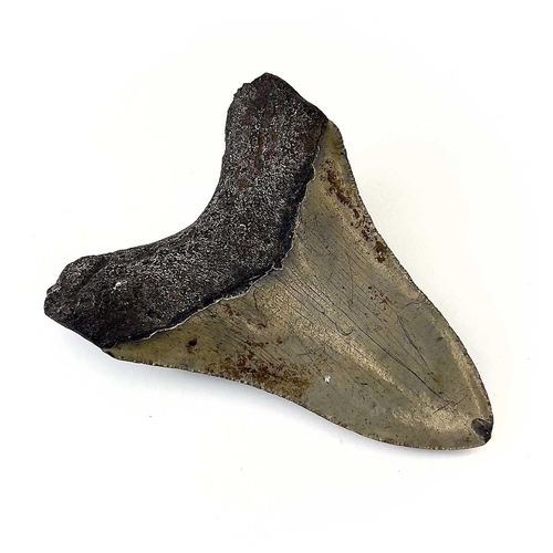 288 - A large fossil shark tooth from the Miocene period from the species Megalagon good black patina with... 