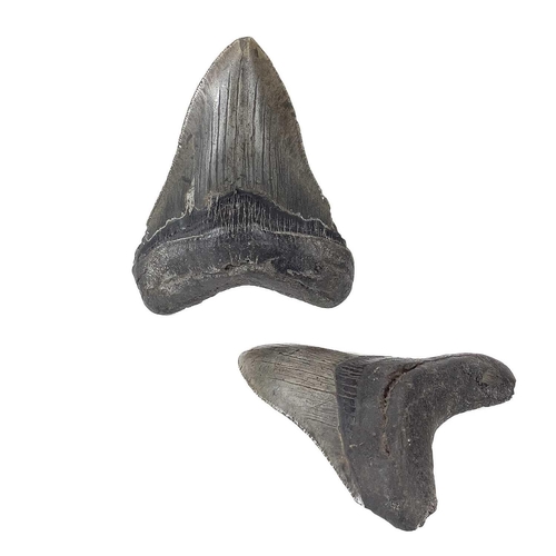 288 - A large fossil shark tooth from the Miocene period from the species Megalagon good black patina with... 