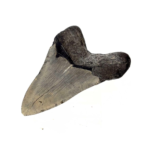 288 - A large fossil shark tooth from the Miocene period from the species Megalagon good black patina with... 