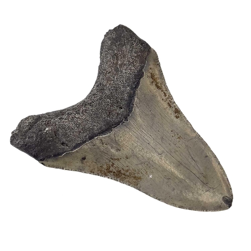 288 - A large fossil shark tooth from the Miocene period from the species Megalagon good black patina with... 