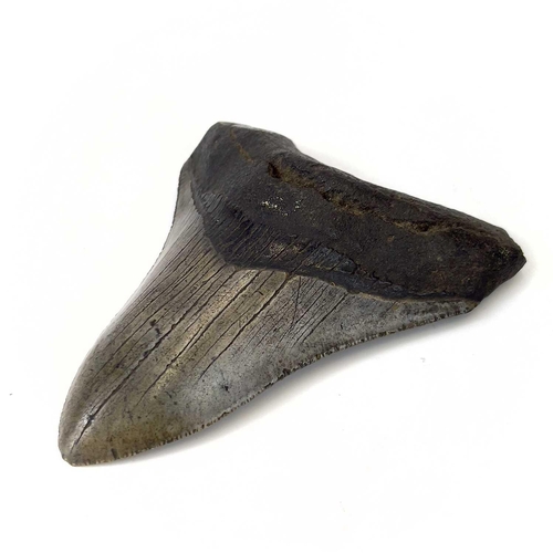 288 - A large fossil shark tooth from the Miocene period from the species Megalagon good black patina with... 