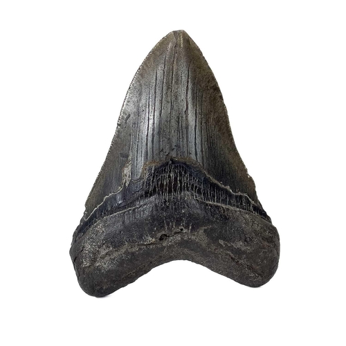 288 - A large fossil shark tooth from the Miocene period from the species Megalagon good black patina with... 