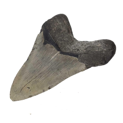 288 - A large fossil shark tooth from the Miocene period from the species Megalagon good black patina with... 