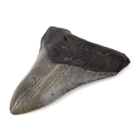 288 - A large fossil shark tooth from the Miocene period from the species Megalagon good black patina with... 