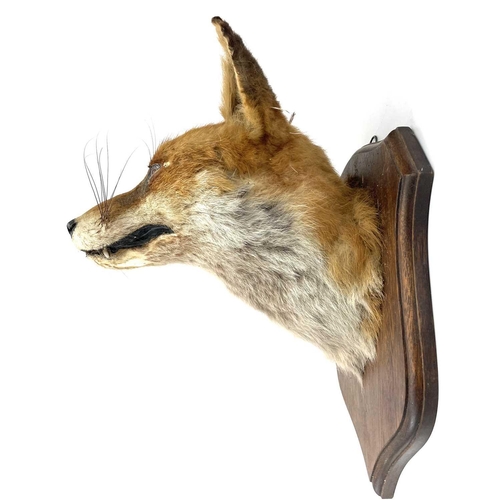 323 - An early 20th century taxidermy fox head on an oak shield. Height 36cm.