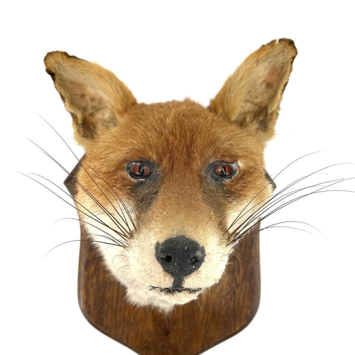 323 - An early 20th century taxidermy fox head on an oak shield. Height 36cm.