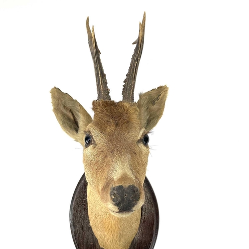 324 - An early 20th century taxidermy deer head on an oak oval mount. Height 54cm.