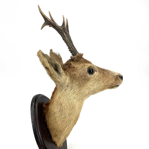 324 - An early 20th century taxidermy deer head on an oak oval mount. Height 54cm.