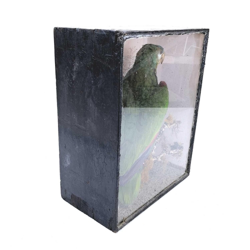 45 - A late 19th century taxidermy study of a parrot in a glazed display case. Height 34cm, width 27.5cm ... 