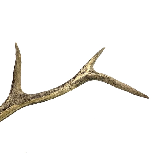 9 - A late 19th century pair of eight point antlers on the skull cap and inscribed. Inscription 'HSHDM 1... 