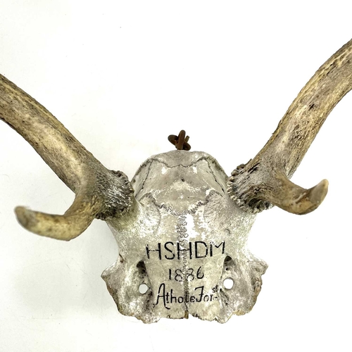 9 - A late 19th century pair of eight point antlers on the skull cap and inscribed. Inscription 'HSHDM 1... 