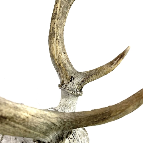 9 - A late 19th century pair of eight point antlers on the skull cap and inscribed. Inscription 'HSHDM 1... 