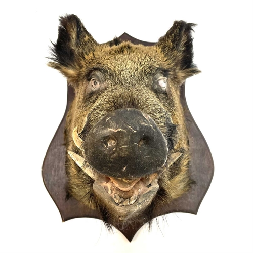 56 - A taxidermy boar's head. Mounted on a shield shape oak plinth, height 68cm, total depth 67cm.