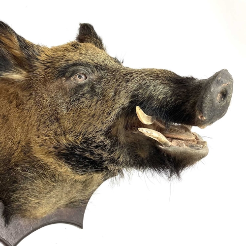 56 - A taxidermy boar's head. Mounted on a shield shape oak plinth, height 68cm, total depth 67cm.