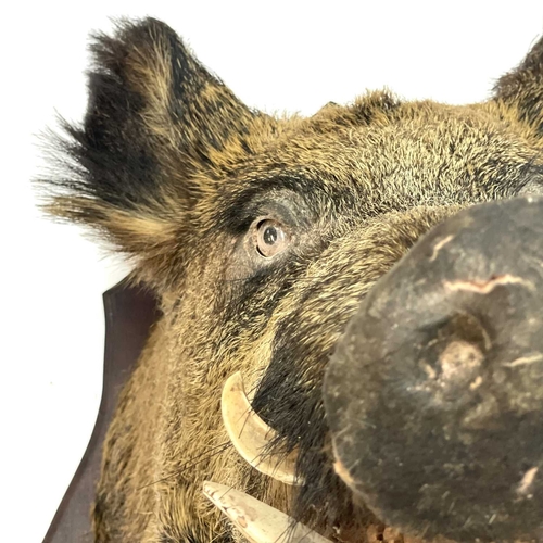 56 - A taxidermy boar's head. Mounted on a shield shape oak plinth, height 68cm, total depth 67cm.