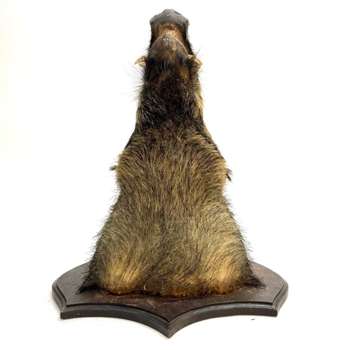 56 - A taxidermy boar's head. Mounted on a shield shape oak plinth, height 68cm, total depth 67cm.