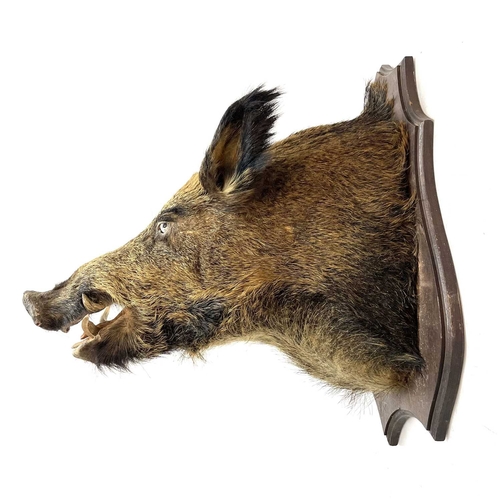 56 - A taxidermy boar's head. Mounted on a shield shape oak plinth, height 68cm, total depth 67cm.