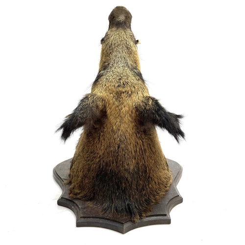 56 - A taxidermy boar's head. Mounted on a shield shape oak plinth, height 68cm, total depth 67cm.