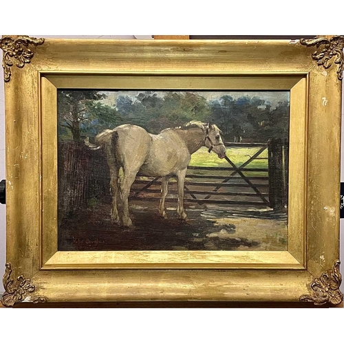 613 - Hope Toulmin DOUGLAS (1883-?) White Stallion Oil on panel, Signed 25x35cmThis work appears to be in ... 