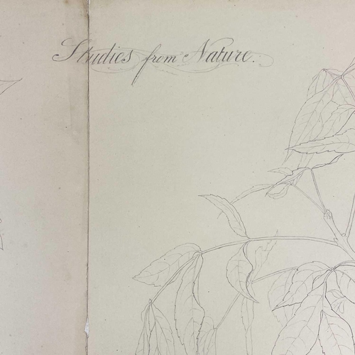 215 - Late Victorian botanical studies from nature. Signed A. E. Jackson Graphite on paper Various studies... 