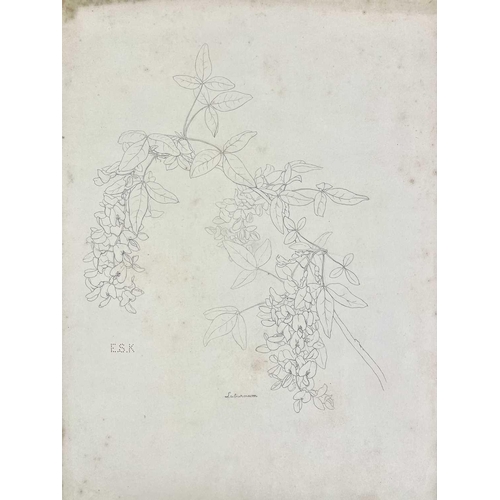 215 - Late Victorian botanical studies from nature. Signed A. E. Jackson Graphite on paper Various studies... 