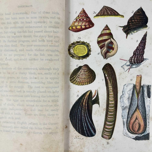 513 - Natural History interest. Eight works. Rev J. G. WOOD. 'the Common Objects of the Sea Shore; Includi... 