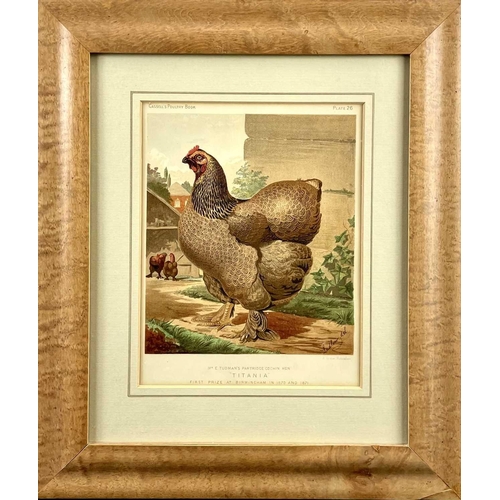 142 - The Boy's Own Fowl Yard, After A.F. Lydon. A late Victorian colour lithograph of numerous chickens a... 