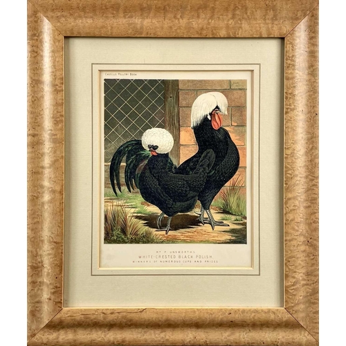 142 - The Boy's Own Fowl Yard, After A.F. Lydon. A late Victorian colour lithograph of numerous chickens a... 