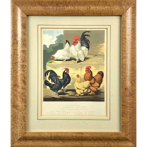 142 - The Boy's Own Fowl Yard, After A.F. Lydon. A late Victorian colour lithograph of numerous chickens a... 