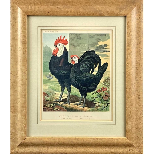 142 - The Boy's Own Fowl Yard, After A.F. Lydon. A late Victorian colour lithograph of numerous chickens a... 