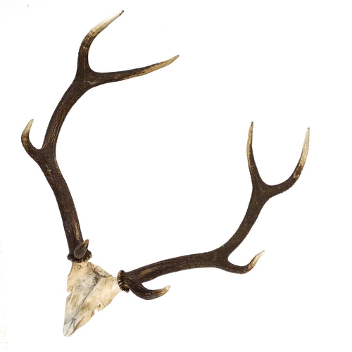 55 - A pair of nine point antlers with skull cap mounted on shield. Height 78cm width 66cm, together with... 